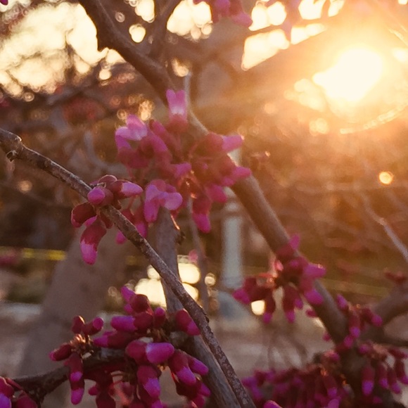 Meet your Posher, Julie - Picture 1 of 1